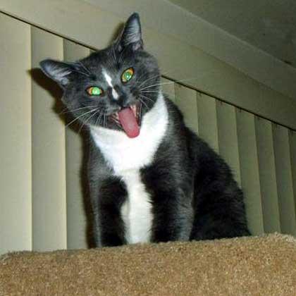 LE CHAT TIRE LA LANGUE