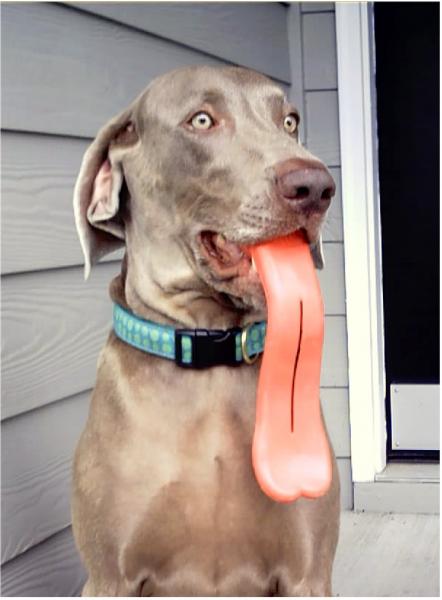 LANGUE DE CHIEN