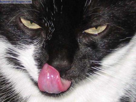 LANGUE DE CHAT NOIR