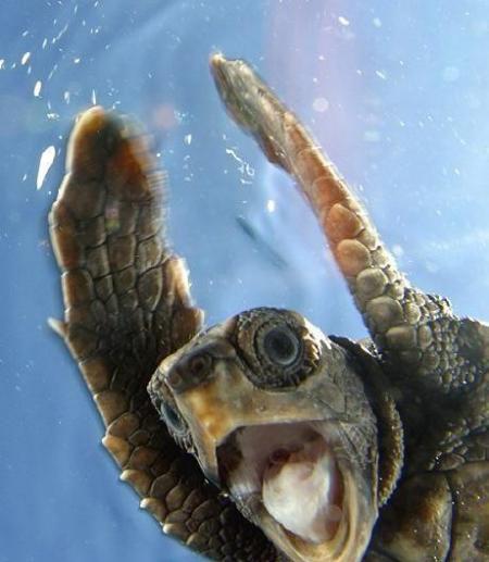 TORTUE GEANTE
